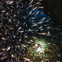 海中で迫るキンメモドキの魚群 | スキューバダイビング水中撮影の写真