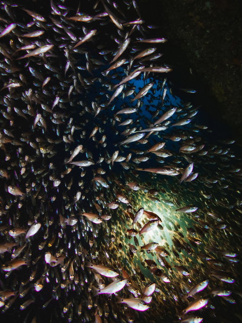海中で迫るキンメモドキの魚群 | スキューバダイビング水中撮影