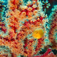 アオサハギとサンゴ礁の写真