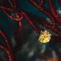 赤い珊瑚の隙間からチラ見するアオサハギの生態の写真