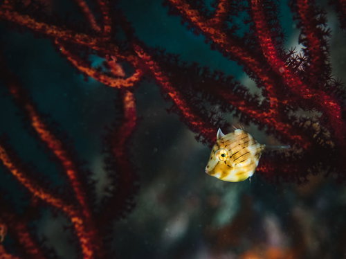 赤い珊瑚の隙間からチラ見するアオサハギの生態