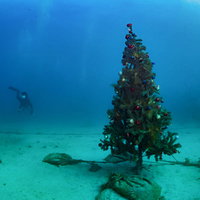 海中のクリスマスツリーとダイバーの水中撮影の写真