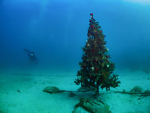海中のクリスマスツリーとダイバーの水中撮影