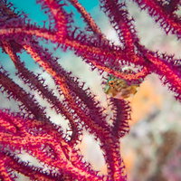 珊瑚に隠れるアオサハギの幼魚の写真