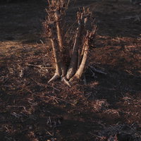 夕日の中で浮かび上がるシルエットの切り株の写真