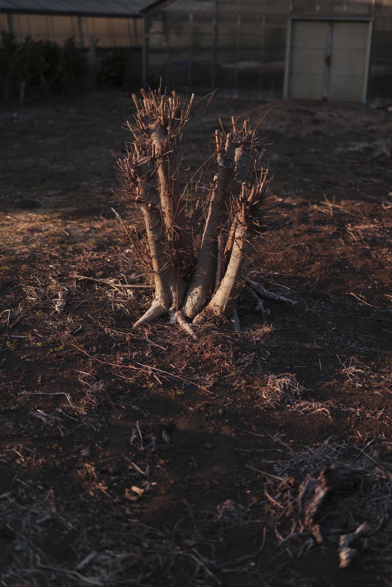 夕日に照らされた空き地に立つ切り株のシルエット