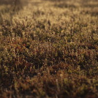 夕日を浴びる雑草のローアングルの写真