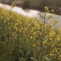 夜明け前の堤防に咲く菜の花の春景色の写真