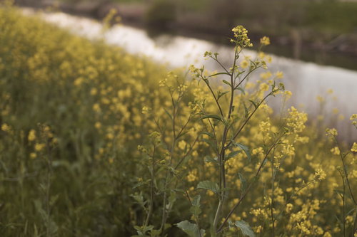 夜明け前の堤防に咲く菜の花の春景色