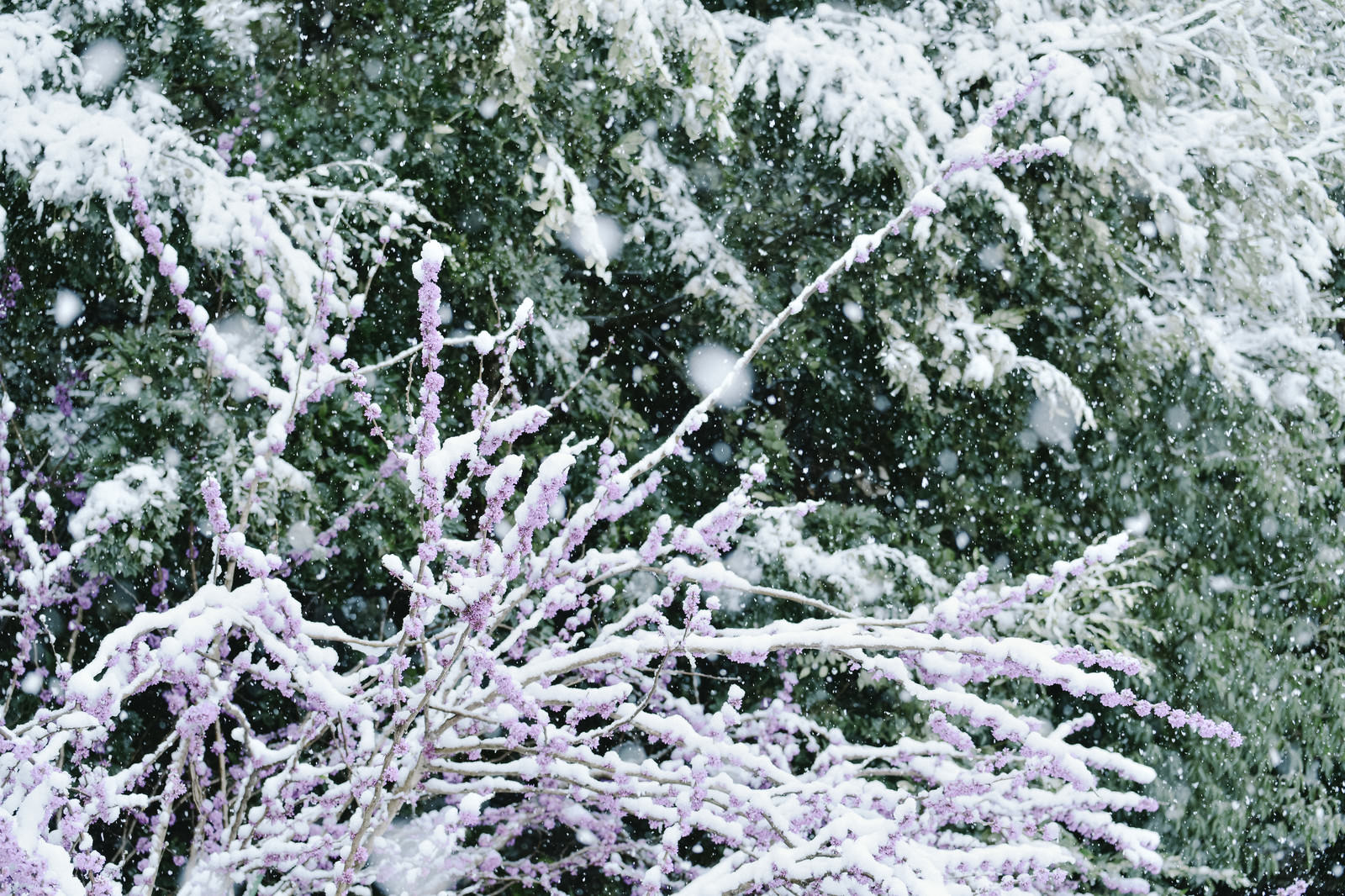 雪が積もったハナズオウの枝と緑の葉が写る冬の風景