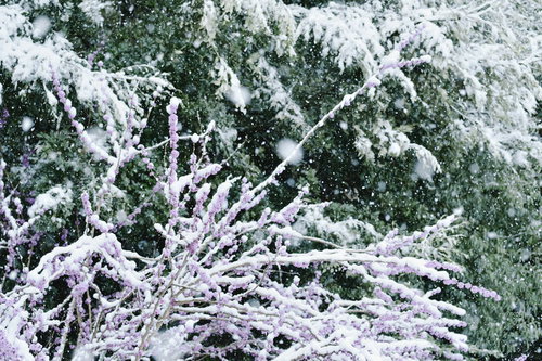 雪化粧したハナズオウの冬の庭木