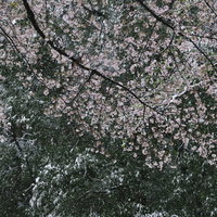 大雪の日に雪化粧した桜の枝の写真