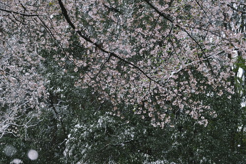大雪の日に雪化粧した桜の枝