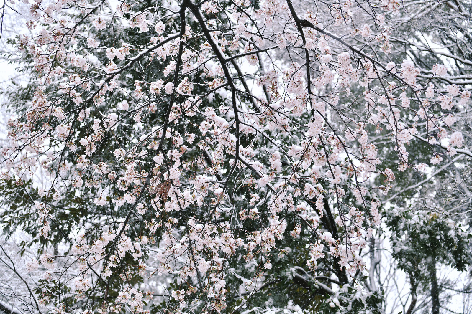 雪が積もった桜の枝が写っている自然の風景