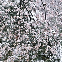 季節外れの雪が積もりゆく桜の枝の写真