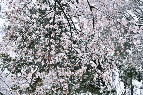 季節外れの雪が積もりゆく桜の枝