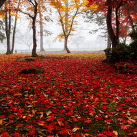 秋の旧池田氏邸払田分家の庭に敷き詰められた紅葉した落ち葉の写真