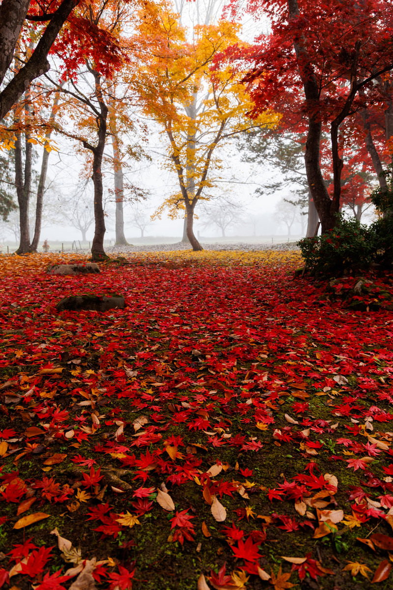 地面一面に広がる赤とオレンジの紅葉した落ち葉の絨毯と背景の樹木