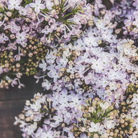 開花を始めた紫色のライラックの花木と蕾の写真