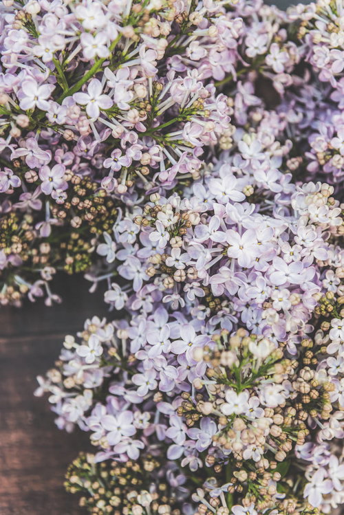 開花を始めた紫色のライラックの花木と蕾