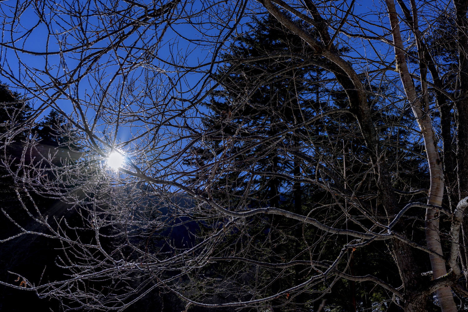 朝日を受けて氷や霜がきらめく冬の凍った樹木の枝