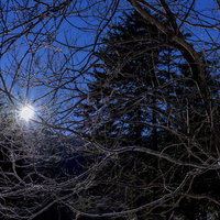 日光白根山の冬の朝日に輝く凍った枝の写真