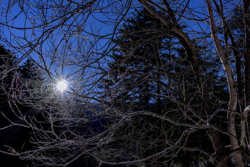 日光白根山の冬の朝日に輝く凍った枝