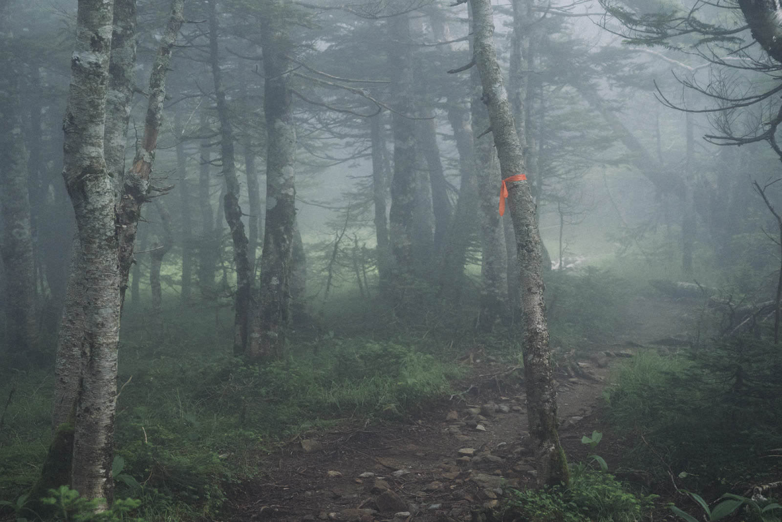 霧の中の登山道で樹木に付けられたピンクテープ