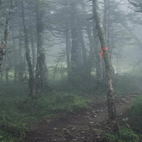 霧の登山道に浮かぶピンクテープ（塩見岳）の写真