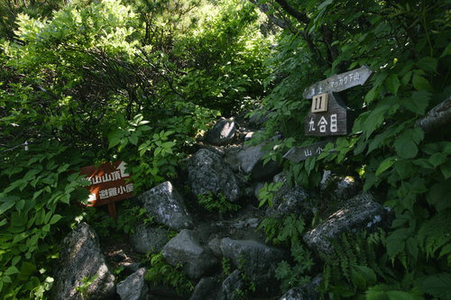 羊蹄山九合目の登山道沿いに立つ木製指導標と樹木