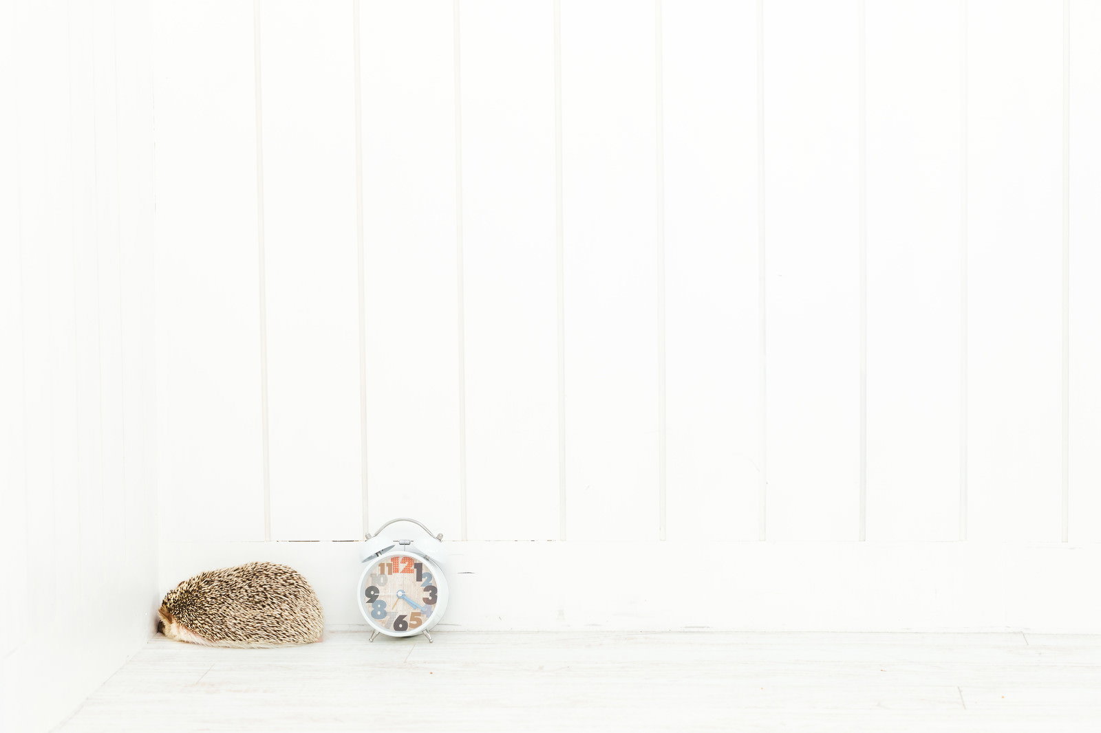 白い背景で眠るハリネズミと目覚まし時計