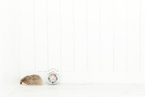 あと10分寝かせて・・・目覚まし時計の前で眠るハリネズミ