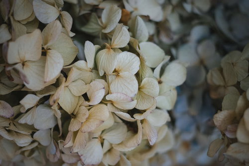 梅雨明けの枯れた紫陽花の花房、茶色く変色したドライフラワー風