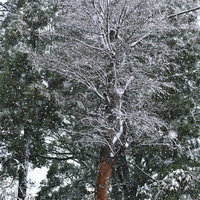 雪につつまれる木々と降りしきる雪の写真