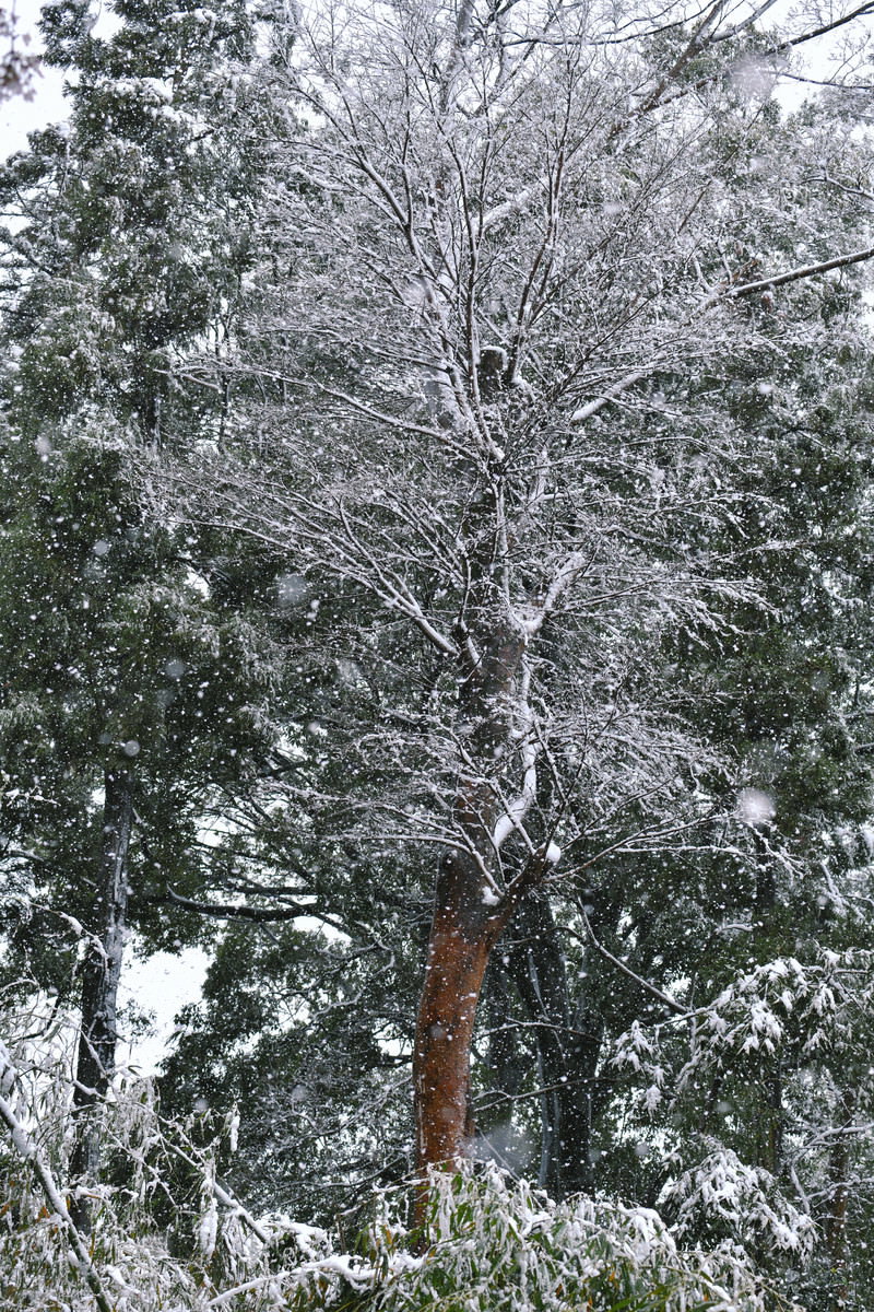 雪が積もった落葉樹と降りしきる雪の森