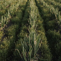 規則正しく植えられた放置されたネギ畑のネギたちの写真