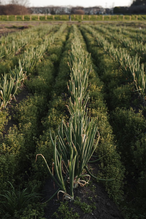 規則正しく植えられた放置されたネギ畑のネギたち