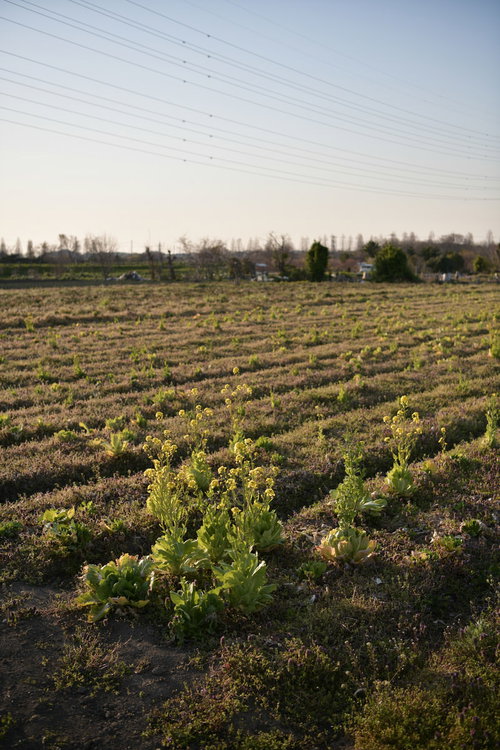 放置された畑の中で畝に沿って育つ菜の花の春風景