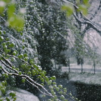 青々とした新緑に降り積もる雪の風景の写真
