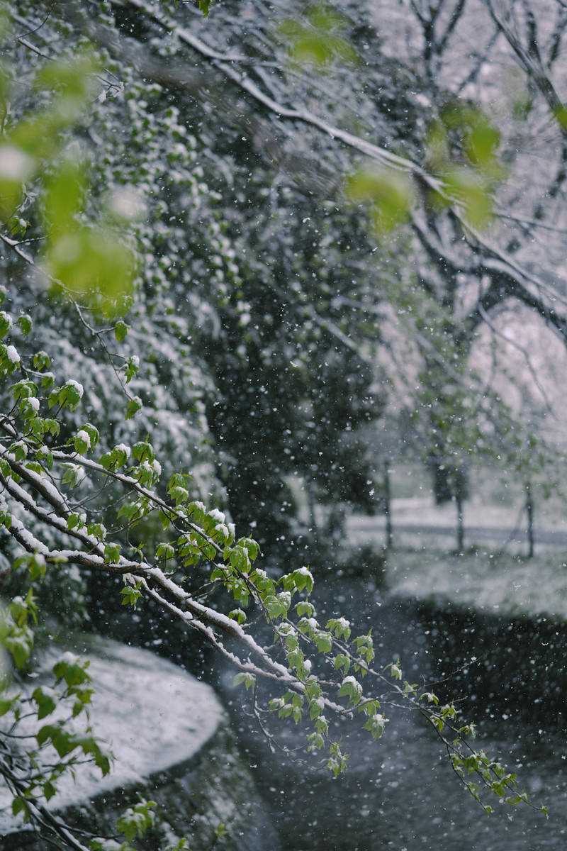 青々とした新緑の葉に白い雪が積もっている春の自然風景