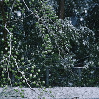 新緑の若葉を覆う季節外れの雪が降り積もる自然現象の写真