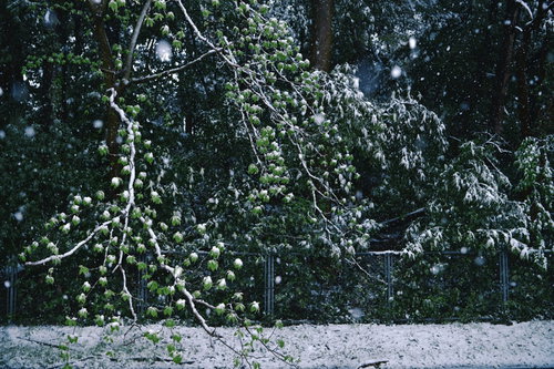 新緑の若葉を覆う季節外れの雪が降り積もる自然現象