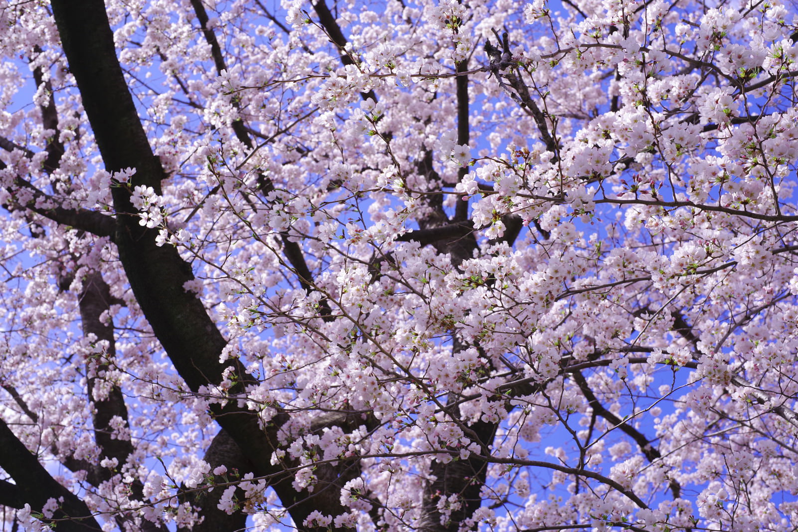 青空をバックに満開に咲き誇る淡いピンクのソメイヨシノの桜
