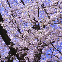 春が来て満開に咲き誇る青空のソメイヨシノの写真