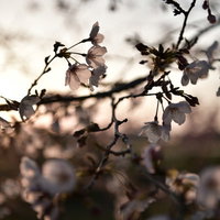 春の夕日に浮かぶソメイヨシノの枝と花々のシルエットの写真