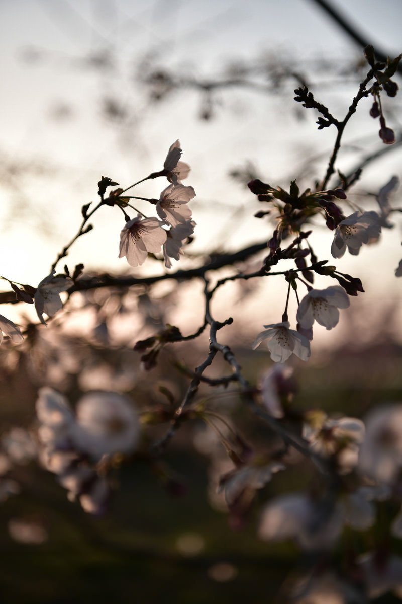 夕日を背景にソメイヨシノの花と枝がシルエットで写る春の風景
