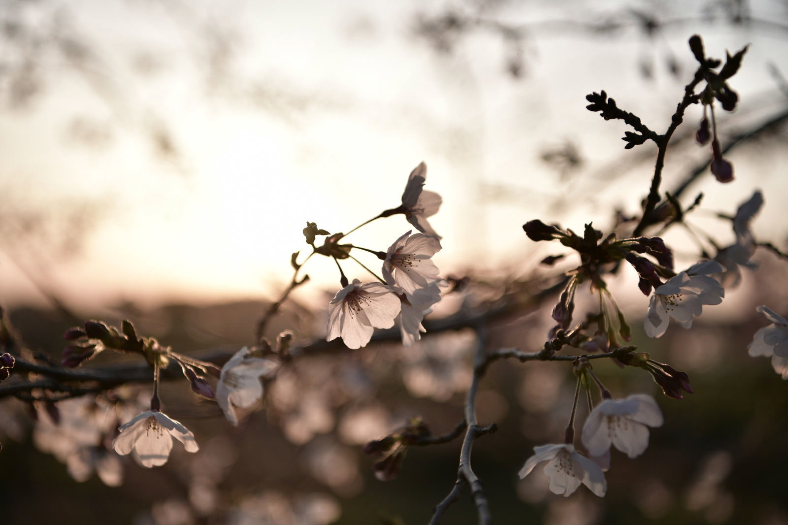 夕日の逆光で浮かび上がる白いソメイヨシノの花