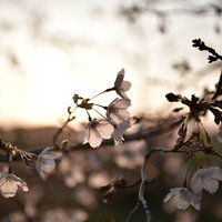 春の夕日に逆光で浮かび上がる白いソメイヨシノの写真