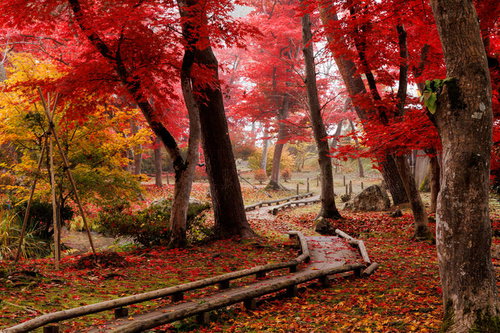 秋の旧池田氏邸払田分家の紅葉ともみじと遊歩道の落ち葉