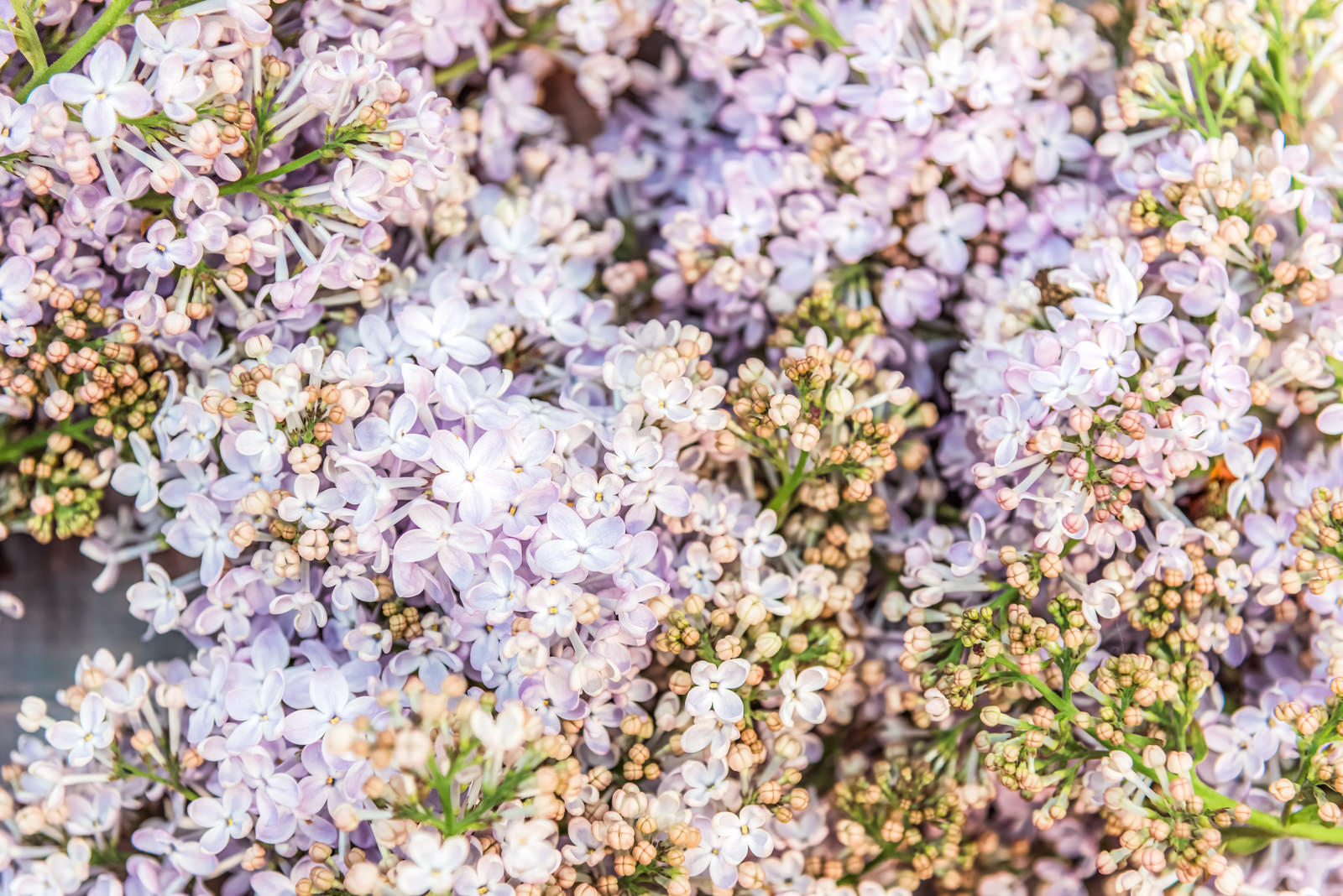 薄紫色のライラックの花が密集して咲いている様子